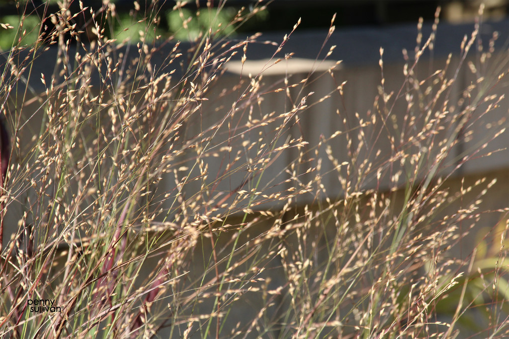 1001_7424 grasses by pennyrae