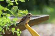 2nd Oct 2016 - 1002_7427 perched