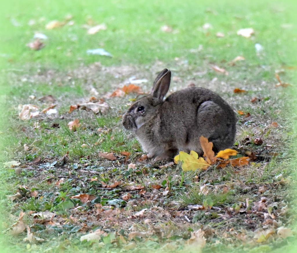 Bunnikins by rosiekind