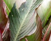 7th Oct 2016 - Canna Leaves in the Rain