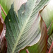 Canna Leaves in the Rain by daisymiller