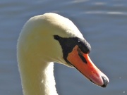 7th Oct 2016 - Mute Swan (parent)