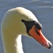 Mute Swan (parent) by susiemc