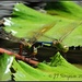 Double Dragonflys by soylentgreenpics