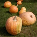 Big Pumpkins by julie