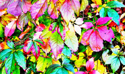 6th Oct 2016 - Autumn colours....