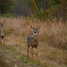 Two Young Bucks on the Flint Hills Nature Trail by kareenking