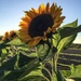 Sunflowers by cocobella
