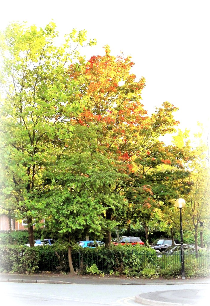Autumn  Glory  by beryl