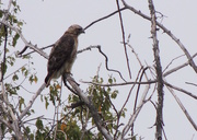2nd Oct 2016 - Red-tailed Hawk