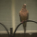 Washed out Dove! by rickster549