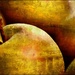 Asiatic Pears by olivetreeann
