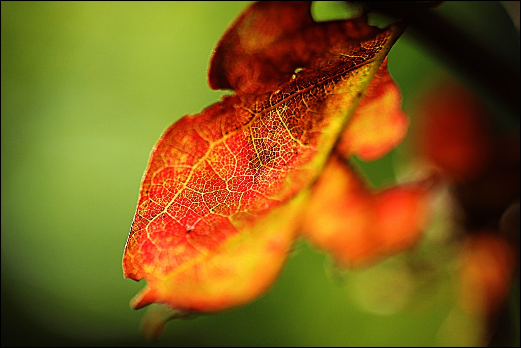 Golden Hour Leaf by olivetreeann