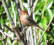 7th Oct 2016 - ~House Finch~
