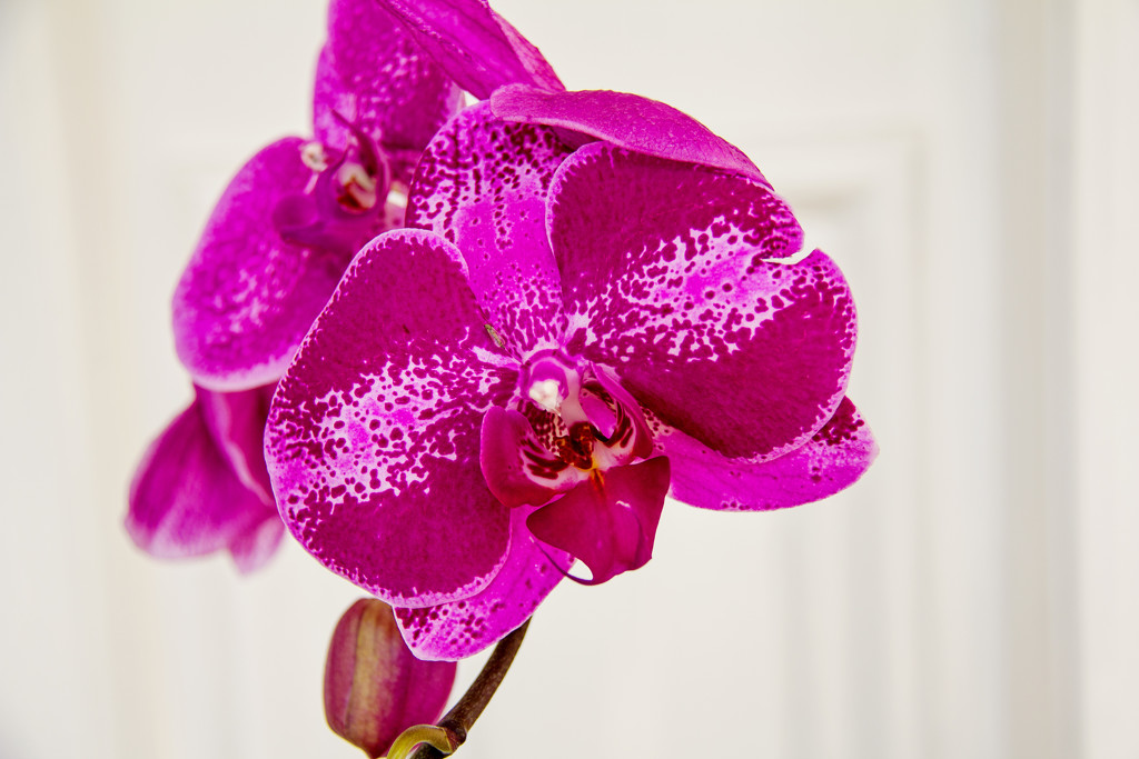 pink orchid by corymbia