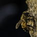 Bee on bark by evalieutionspics