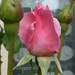 pink rosebud by quietpurplehaze