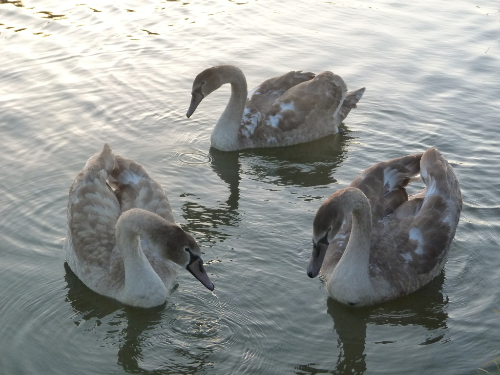 Geometric Cygnets by 30pics4jackiesdiamond