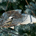 Chickadee  by gardencat