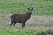 5th Oct 2016 - RED DEER STAG