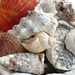She Sells Seashells... by carole_sandford