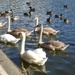  Swan Family  by susiemc