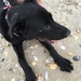 Beach Dog by graceratliff