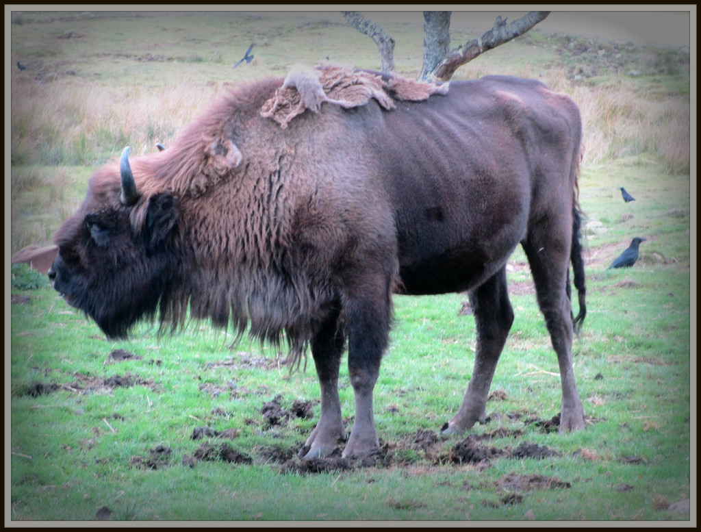 bison by jmj