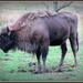 bison by jmj