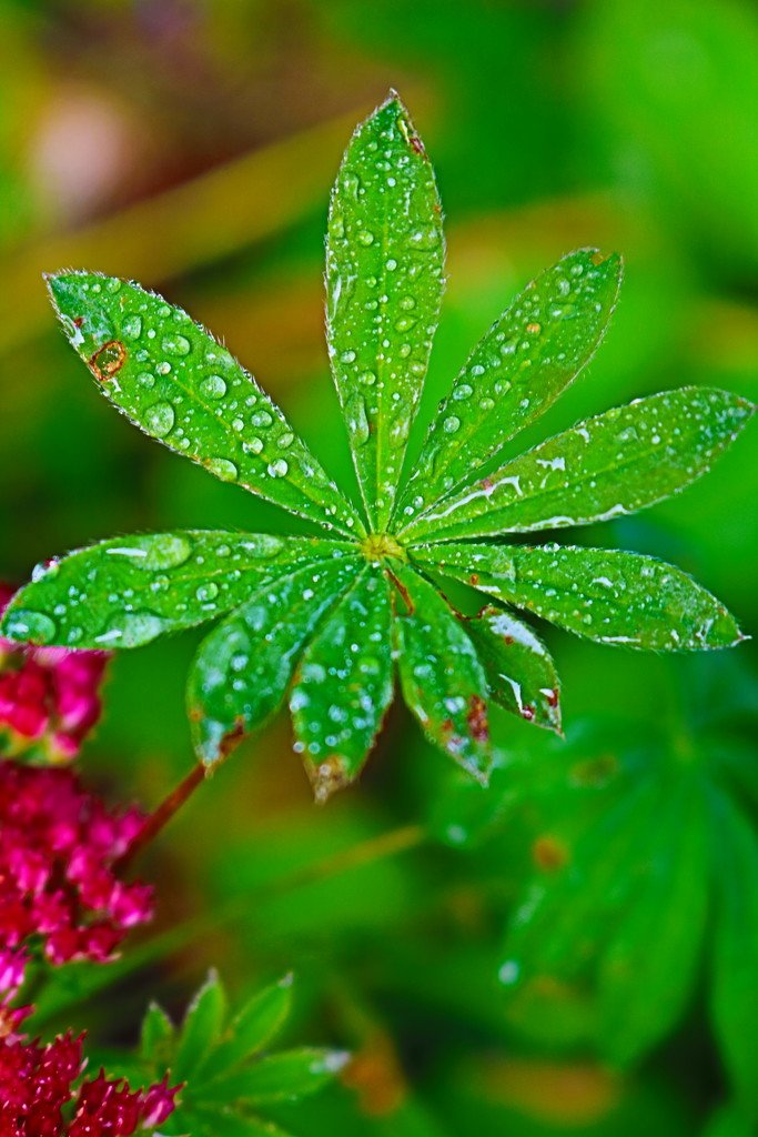 Morning Dew on Lupinus by phil_sandford