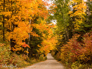 8th Oct 2016 - Fall Colours