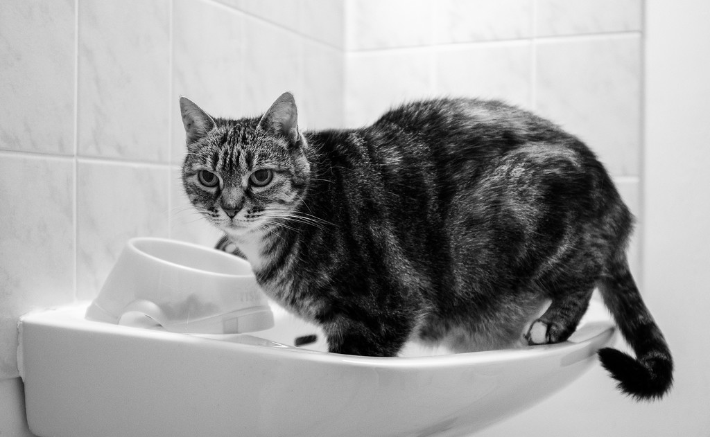 Wash Basin Cat! by vignouse
