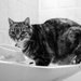 Wash Basin Cat! by vignouse