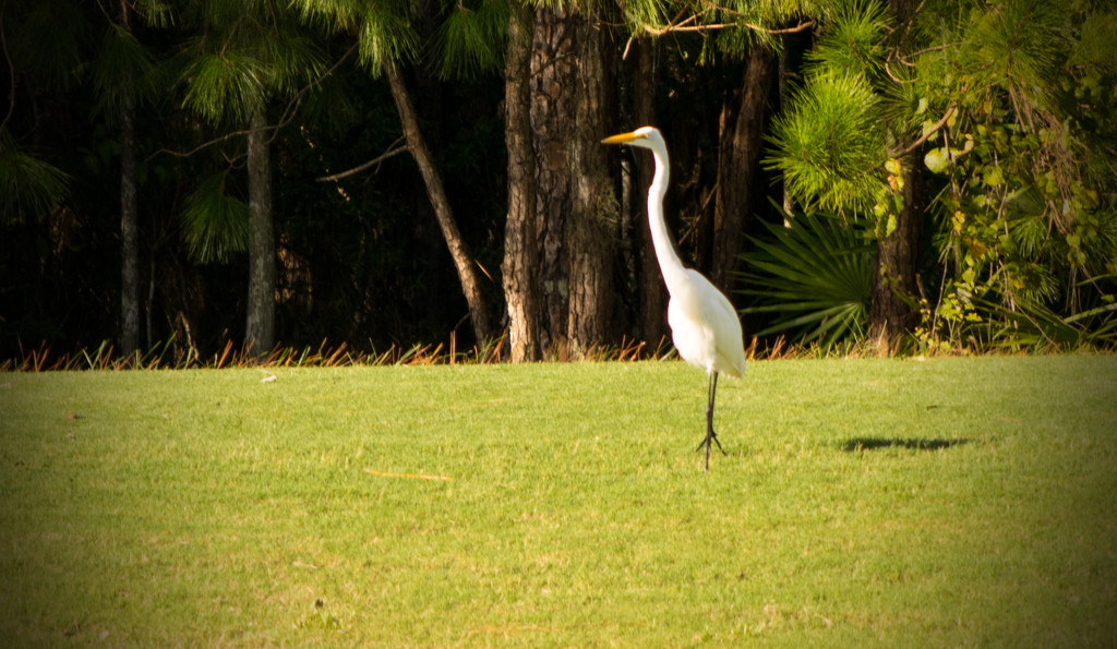Egret on the Golf Course! by rickster549