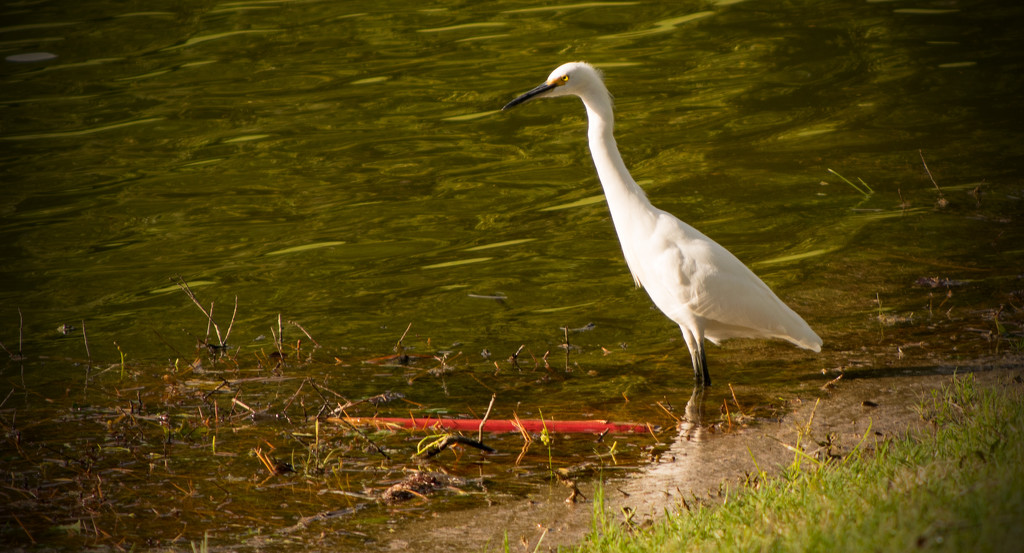 Snowy Egret Found the Lake! by rickster549
