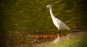 8th Oct 2016 - Snowy Egret Found the Lake!