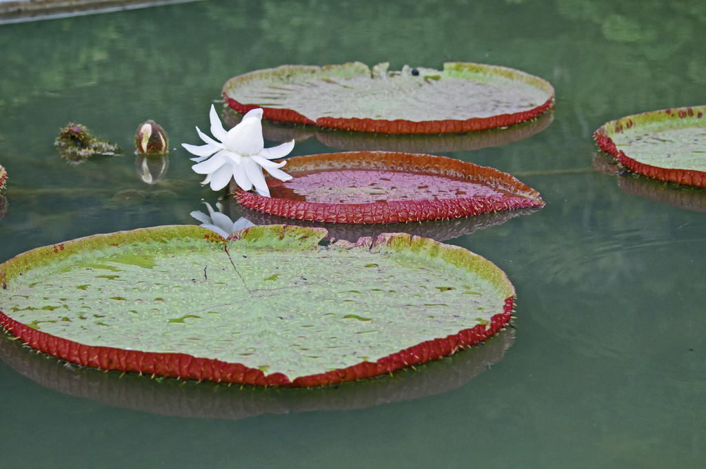 White water lily by ianjb21