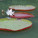 White water lily by ianjb21