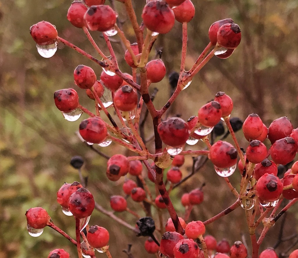 Raindrops on berries.... by anne2013
