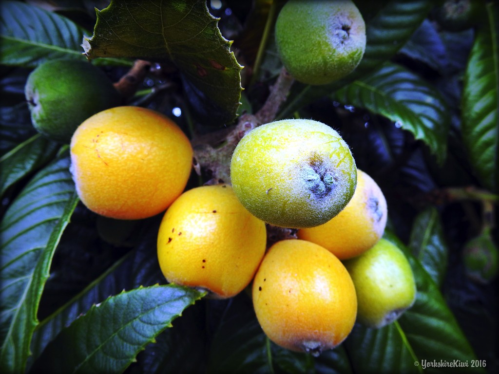 Loquats by yorkshirekiwi