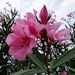 oleander  by quietpurplehaze