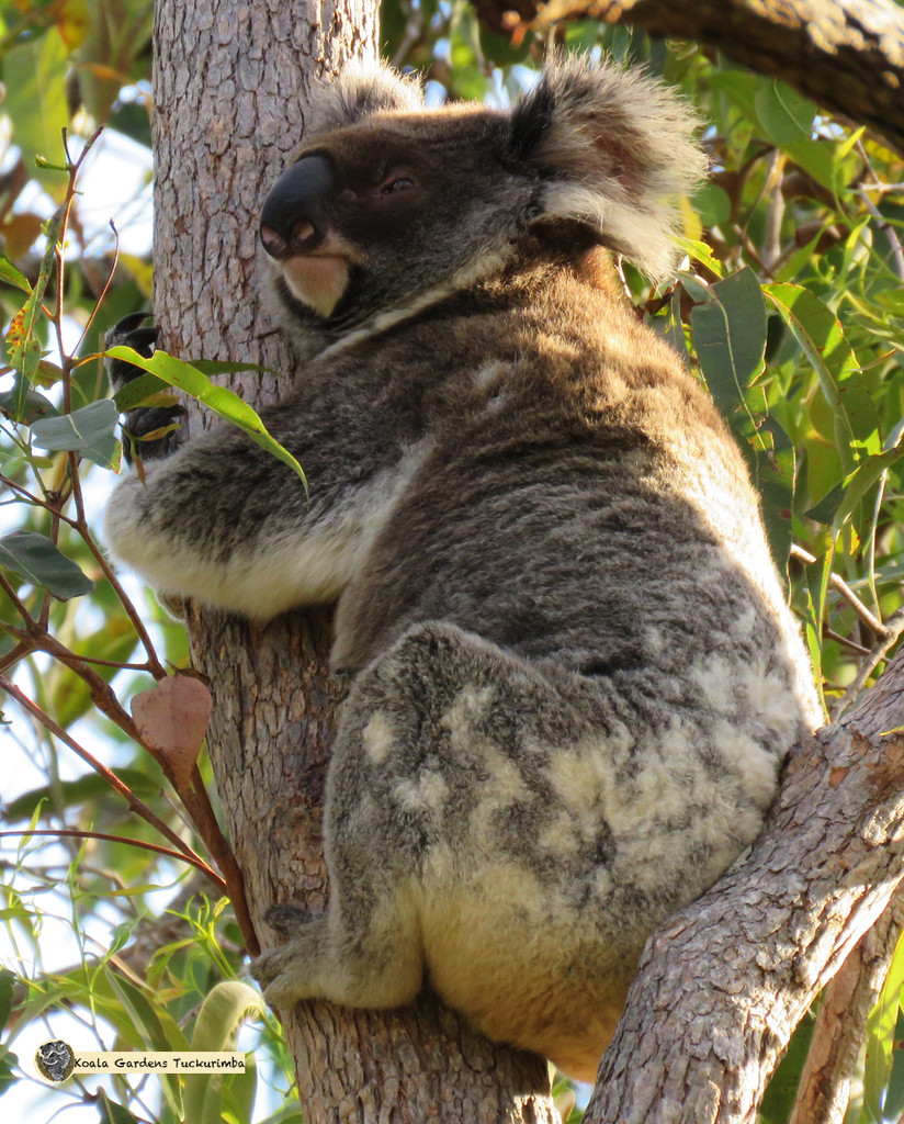 the original tree huggers by koalagardens