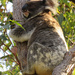 the original tree huggers by koalagardens
