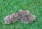 9th Oct 2016 - How many mushrooms?