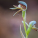 Rattle Beak Orchid by jodies