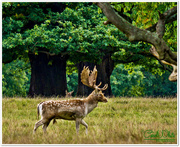 9th Oct 2016 - Fallow Deer Stag In A Hurry