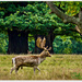 Fallow Deer Stag In A Hurry by carolmw