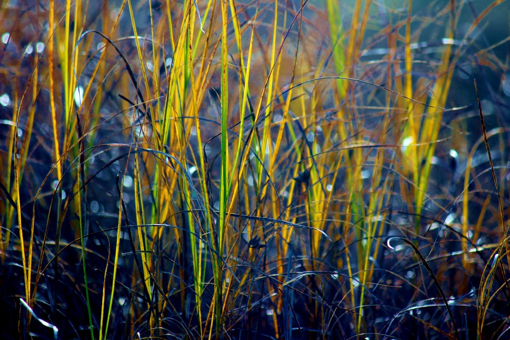 Sunlit Reeds by motherjane