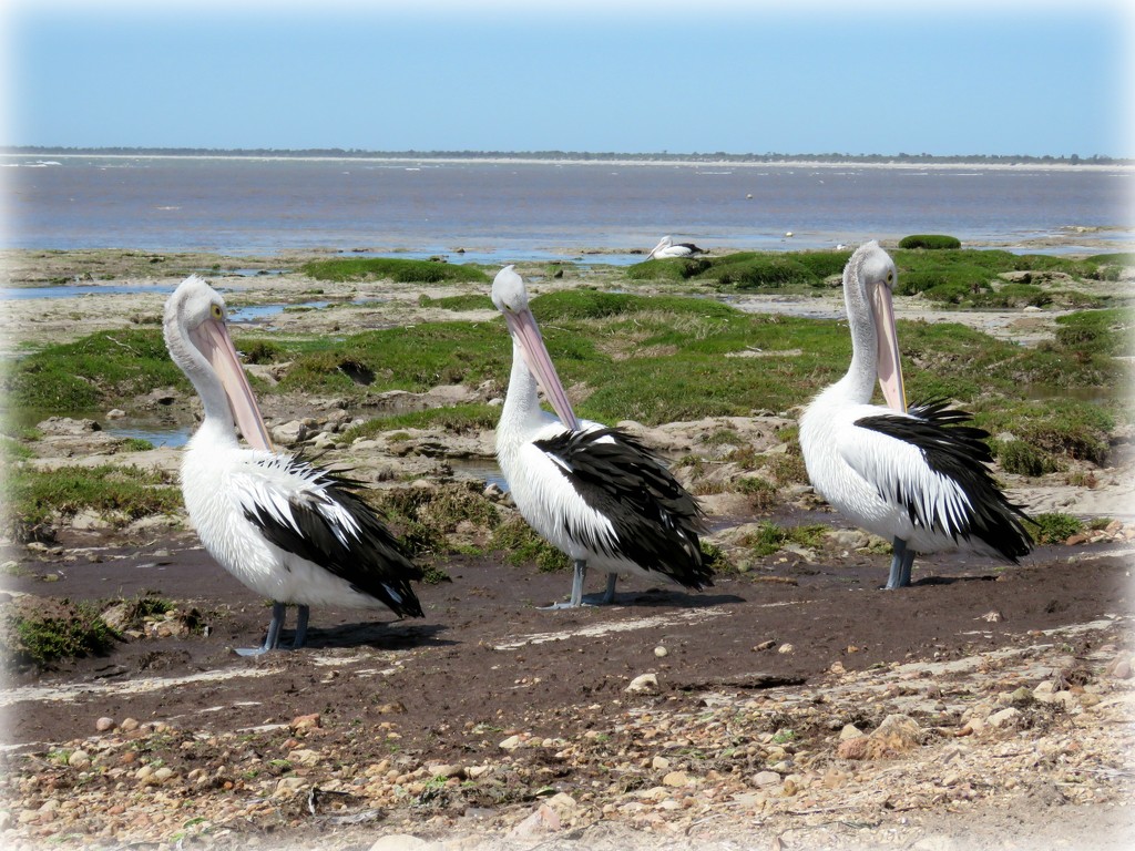 preening pelicans by cruiser