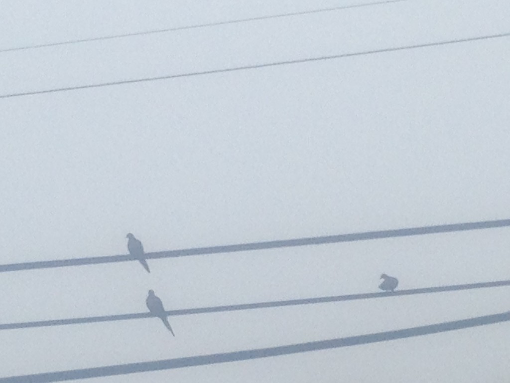 Birds on Wire by gratitudeyear
